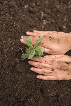 human hand planting fresh young plant into soil