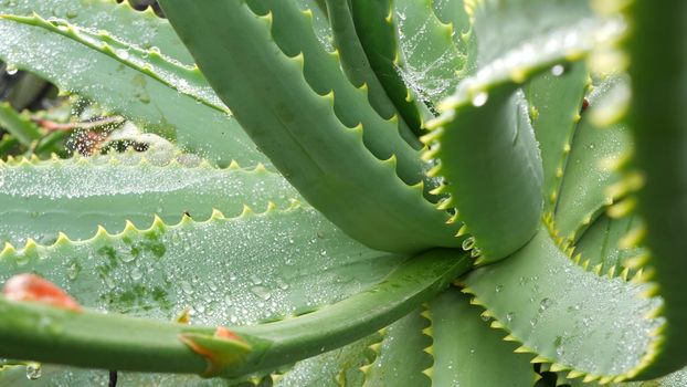 Aloe vera rosette, dew or rain water drops, fresh juicy wet plant, moist leaves, raindrops or droplets. California succulent flora, spring morning. Moisturizing organic cosmetic refreshing ingredient.