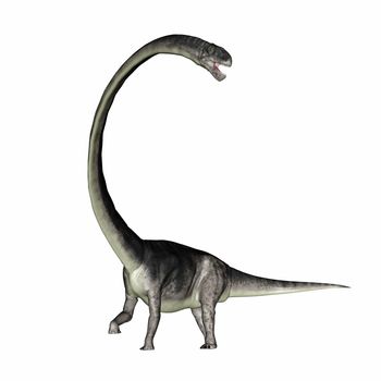 Omeisaurus dinosaur roaring with its long neck isolated in white background - 3D render