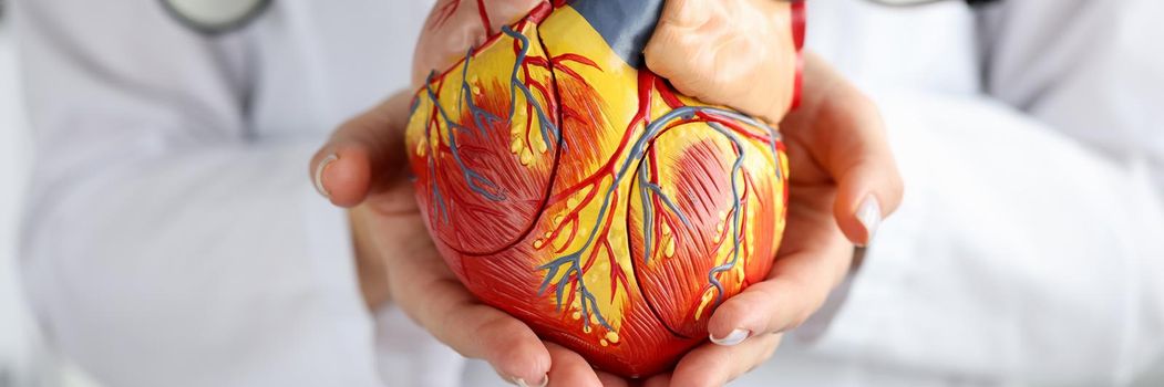 Doctor holding artificial heart model in clinic closeup. Medical education concept