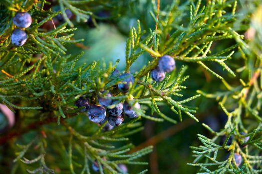 Green branch of juniper or thuja. Selective focus