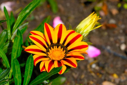 Aster flower in blooming red and yellow against the backdrop of green grass