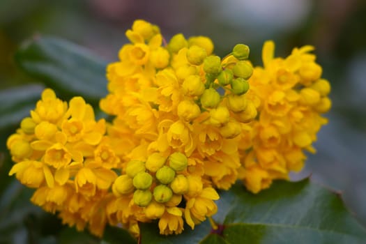 Close-up of a yellow flowering flower branch in the spring in the park