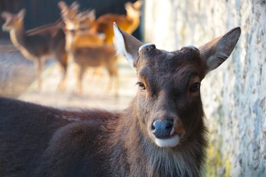 Close-up of an adult deer without antlers. Male