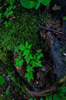 Top view of green moss and fern in the forest