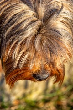 shaggy guilty Yorkshire terrier head. Vertical view