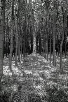 Forest trees like a tunnel in black and white