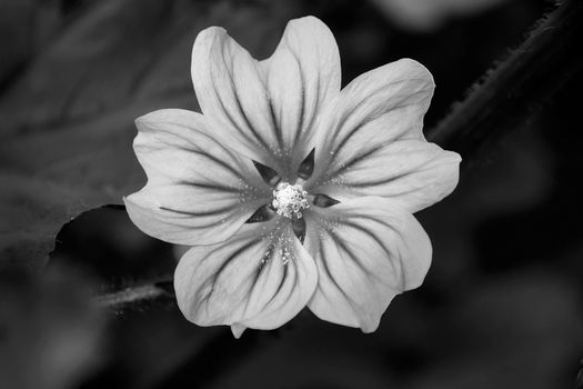 The beautiful flower in the garden. Black and white