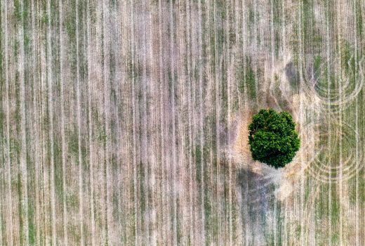 aerial view of a lonely tree in the agricultural field after harvest