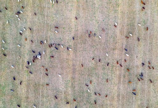 Livestock grazing at the field after harvest. Top view at many goats at the field.