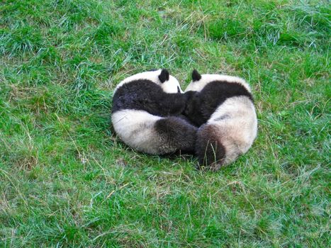 Animal wildlife, lyingled pandas playing on the lawn