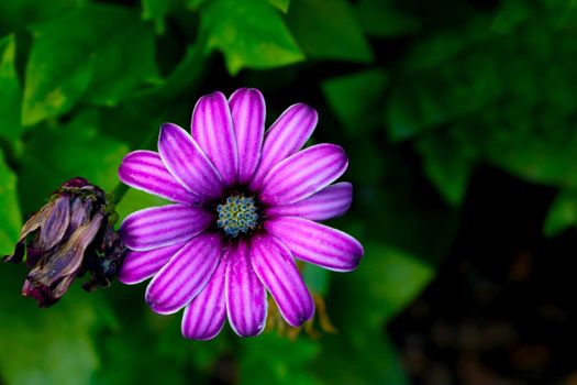 Beautiful purple flower of flowering aster in the garden