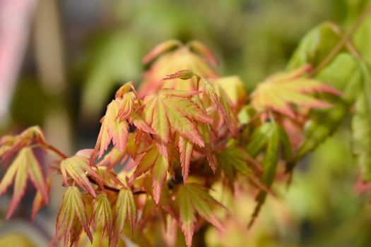 Japanese Maple Orange Dream leaves - Latin name - Acer palmatum Orange Dream