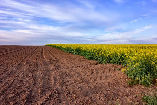 a beautiful rural landscape on an uncultivated field and flowering rape