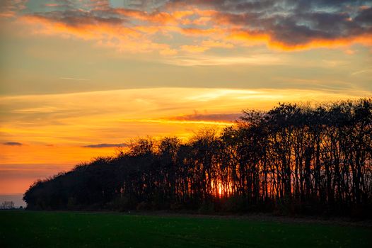Silhouette of trees on the field at the sunset. Amazing sky and sunlight at sunset sky between the trees.