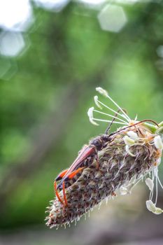 Beautiful small bug sitting on the flower head. Vertical view