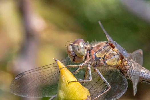 Beautiful macro of the dragonfly sitting on a twig. A dragonfly is an insect belonging to the order Odonata, infraorder Anisoptera.