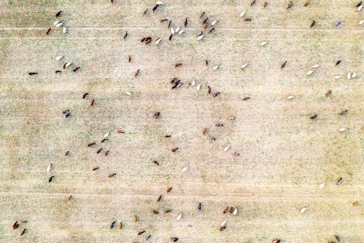 Livestock grazing at the field after harvest. Top view from drone at many goats at the field.