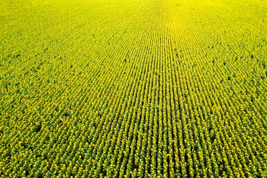 Aerial view from drone of yellow sunflower field at summer evening. Natural background.