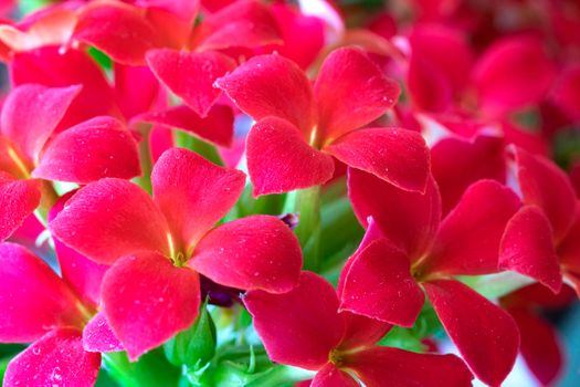 Closeup of stunning red flowers on a sunny day.