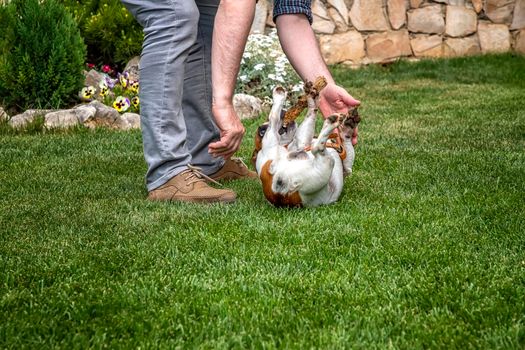 Man is hand stroking a happy dog at the garden. Friendship dog and man