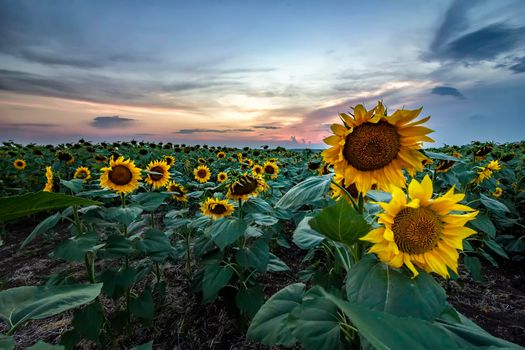sunflower field under the beautiful sunset sky