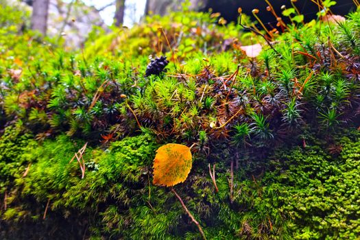 Close-up of yellow green moss in the forest