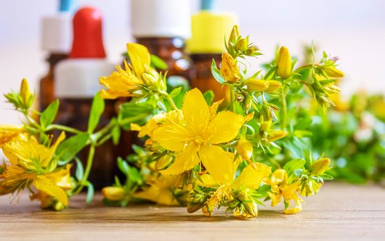 extract St. John's wort in a small jar. Selective focus.nature
