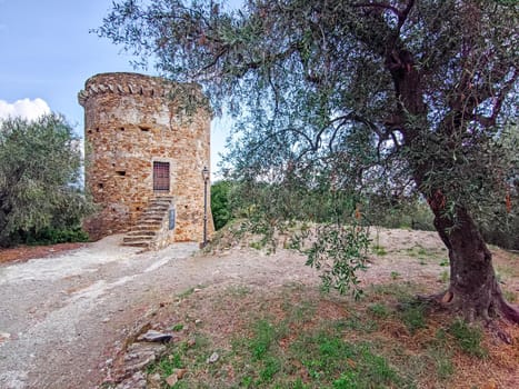 ancient Saracen tower with olive tree, travel reportage in Italy in the village of Torrazza in Liguria