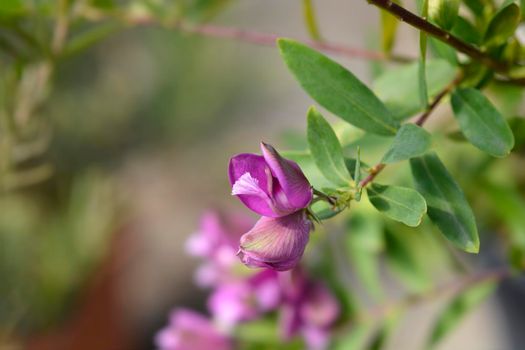 Myrtle-leaf milkwort flowers - Latin name - Polygala myrtifolia