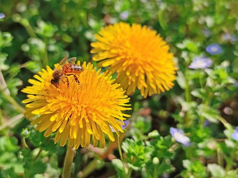 small worker bee above the white flower during pollination