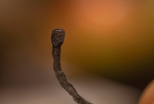 One black burnt stick match in hand. Close up.The concept of depression, extinction, illness, burnout, aging