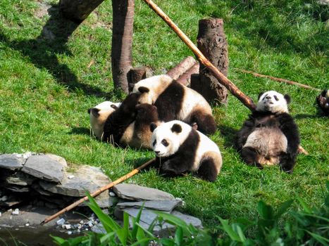 group of Indian pandas playing in the forest of the natural park, naturalistic reportage