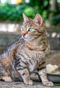 Portrait of beauty cat after eating in the garden. Vertical view.