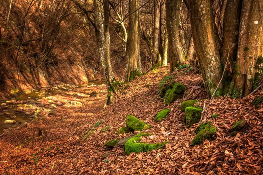 Moss covered stones among fallen brown-red colored oak leaves in the forest. The moss is bright green, almost luminous, colored. Mystic forest in the fall season.