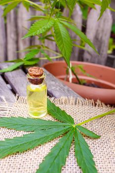 Cannabis essential oil in a small bottle. Selective focus. nature.