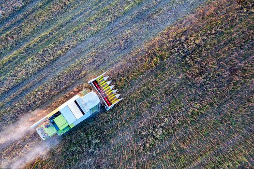 Harvester machine working in the field. Combine harvester agriculture machine harvesting sunflower field. Agriculture. Aerial view. From above.