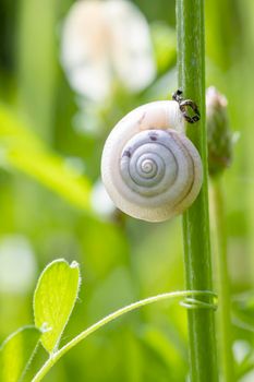 Beautiful small snail sitting on green stem in the garden. Snail shell in green grass
