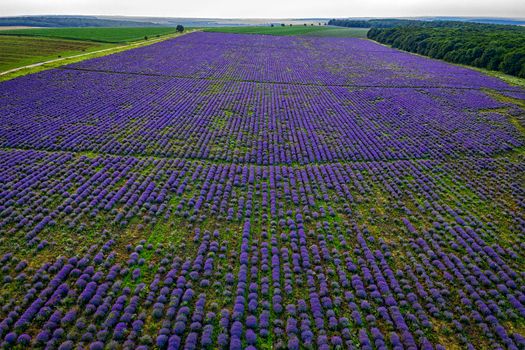 Stunning aerial view from drone of a lavender field in endless rows.