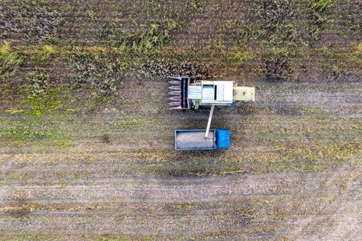 Combine harvester uploads harvest sunflower grains to dump truck. Harvesting season. Agriculture scene. Agricultural harvest field