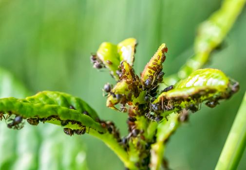 Many aphids on a plant leaf in nature. Close up