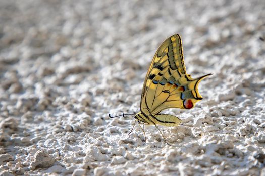 Amazing colorful butterfly sitting on the white wall, blurred background with copy space