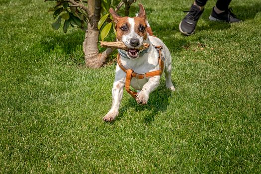 Puppy purebred jack Russell terrier playing with a wooden stick on the green grass in the garden