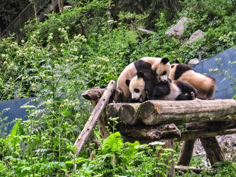 group of Indian pandas playing in the forest of the natural park, naturalistic reportage