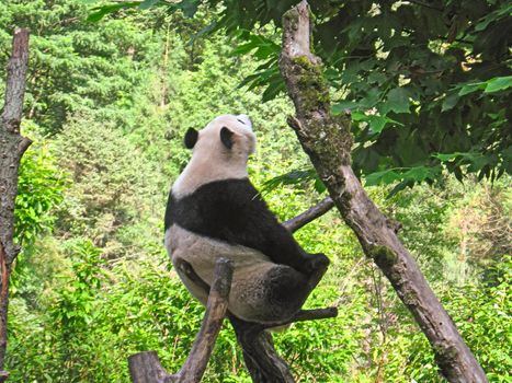 very rare Indian panda playing in the forest of the natural park, naturalistic reportage
