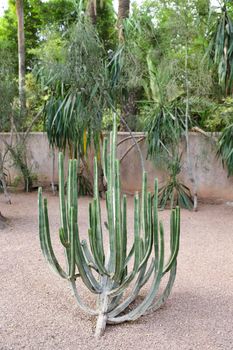 Cactuses in Majorelle Garden in Marrakech City, Morocco
