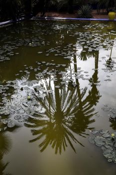 Pond in Majorelle Garden in Marrakech City, Morocco