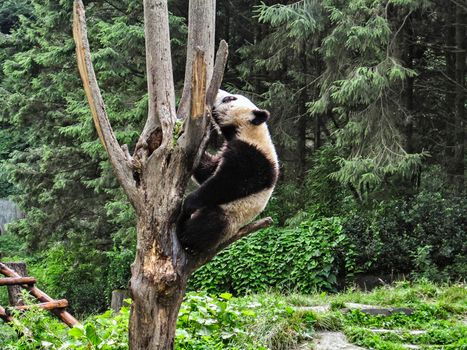 very rare Indian panda playing in the forest of the natural park, naturalistic reportage