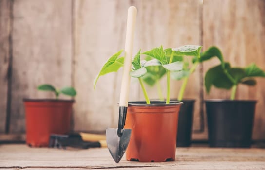 seedlings of cucumbers. selective focus