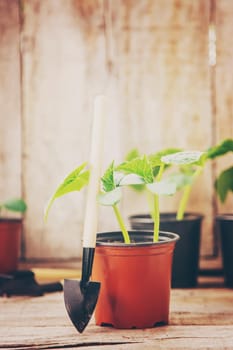 seedlings of cucumbers. selective focus